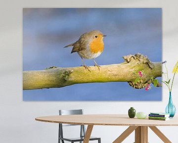 Rotkehlchen bei wunderschönem Winterwetter von Stobbe; stiltegrafie