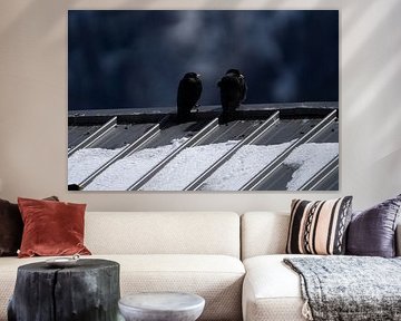 France - Chamonix - Oiseaux des montagnes - Montagnes enneigées autour de Ch