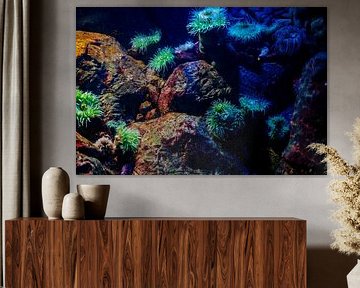 Colorful aquascape with sea anemone in the Atlantic ocean, Portugal. by Jelena Jovanovic Fine Art