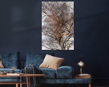 Silver Branches – Silver birches in soft winter light | Minimalist nature photography by Gertinez Gallery