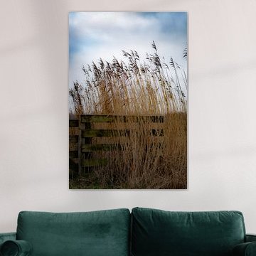 Quiet Reed – Reed in soft winter light with rural fence | Tranquil Dutch nature photography