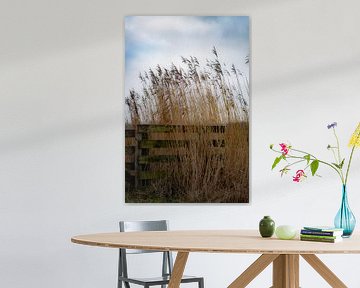 Quiet Reed – Reed in soft winter light with rural fence | Tranquil Dutch nature photography by Gertinez Gallery