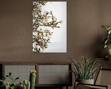Soft Magnolia – White magnolia blossom in soft light | Minimalist flower photography by Gertinez Gallery