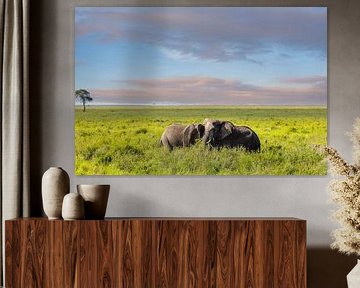 Two elephants in the grass by Tilo Grellmann