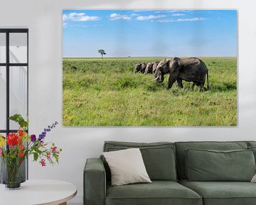 Drei Elefanten in Afrika von Tilo Grellmann