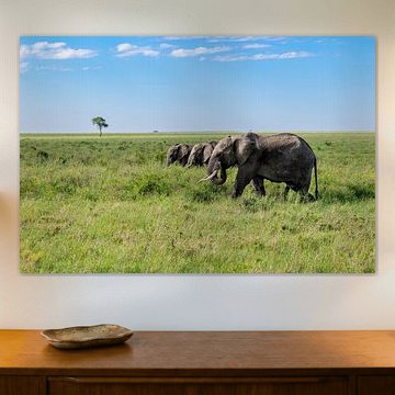 Three elephants in Africa