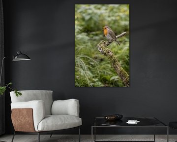 Kleiner Wächter des Waldes, das Rotkehlchen von Christina Bauer Photos