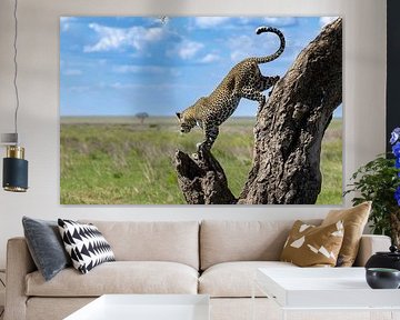 Leopard in Afrika von Tilo Grellmann