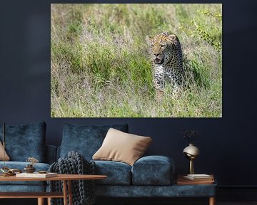 Luipaard in het gras van de Serengeti