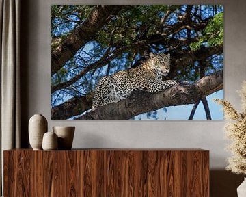 Luipaard in een boom