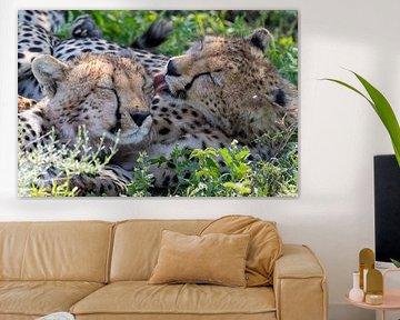 broeder- en zusterliefde