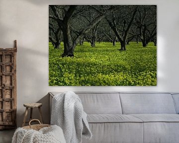 Ein goldener Teppich aus Frühlingswildblumen unter dem alten, gewundenen Obstbaumdach von Artistic