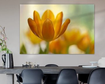 Orange glow (close-up of an orange tulip)