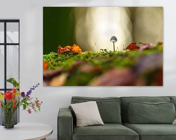 Mushroom in moss with autumn leaves and sunlight bokeh by Fotografiecor .nl
