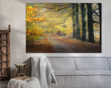 Forest path through autumn colours in Drenthe by Fotografiecor .nl