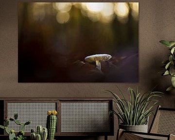 Mushroom in Dutch forest at dusk with bokeh by Fotografiecor .nl