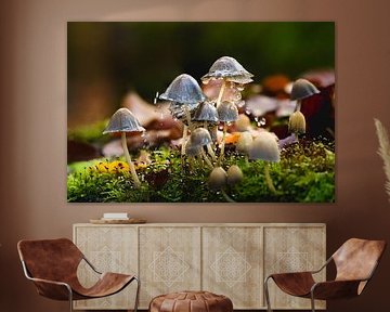 Mushrooms in the rain on forest soil in the Veluwe by Fotografiecor .nl