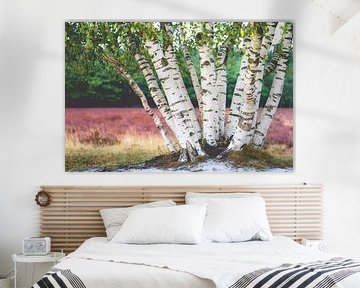 Open landscape with birch tree trunks near flowering purple heather by Fotografiecor .nl