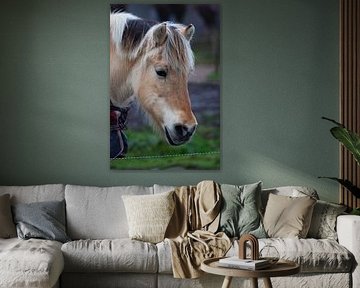 Horse in the Netherlands