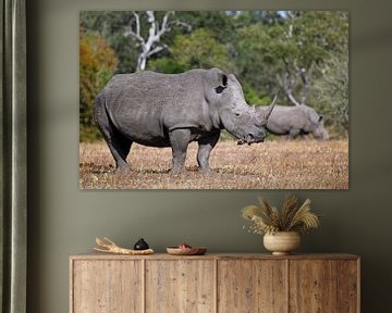 Rhinos in South Africa van W. Woyke