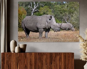 Rhinos in South Africa by W. Woyke
