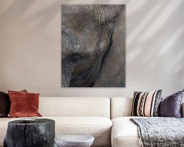  Elephant (savanna)