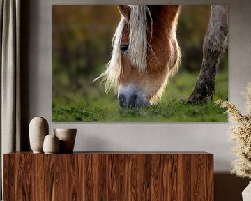 Horse in Eemnes by Marco Morren