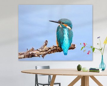 Kingfisher by Marco Morren