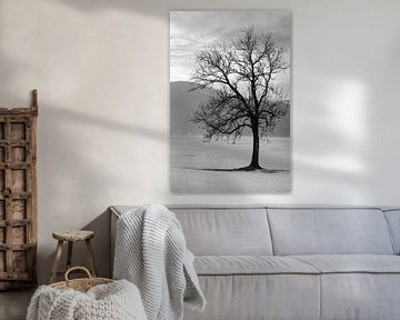 Baum-Silhouette an einem zugefrorenen See von Framed by Elisabeth