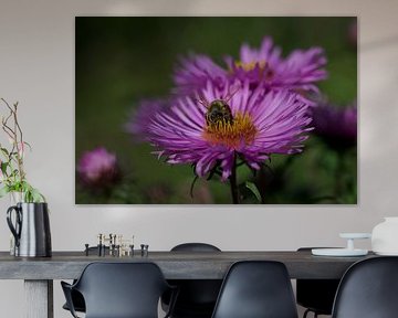 Bei Aster von Sanne van Hoof