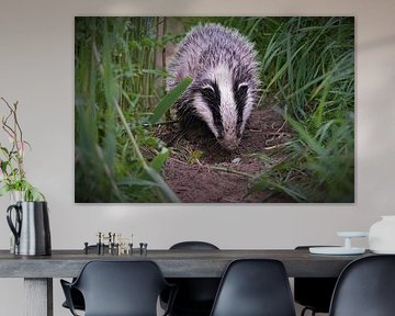 Ein junger Dachs an einem Graben in der Natur von Groningen von dirk brul