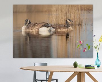 Morning tranquillity on the water