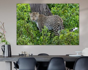 Leopard im Dschungel von Tilo Grellmann