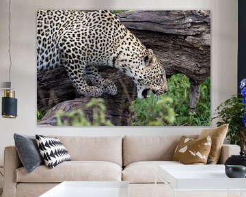 Hissing leopard by Tilo Grellmann