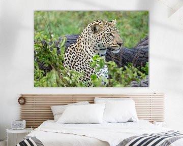 Portrait of a leopard by Tilo Grellmann