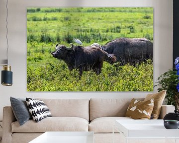 Cape buffalo by Tilo Grellmann