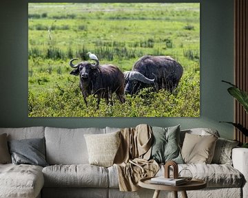 Two buffaloes in Africa by Tilo Grellmann