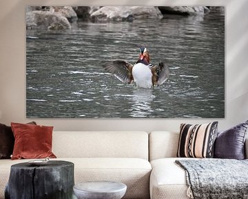 Mandarin Duck in Action