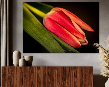 Eine rosa Tulpe auf einem schwarzen Hintergrund von Patrick Herzberg