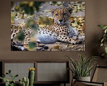 Jagdleopard von FotovandeGraaff Wildlife fotografie Afrika