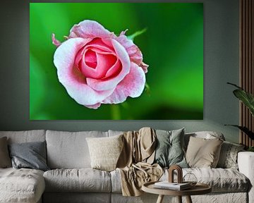 een prachtige roze roos in mijn tuin