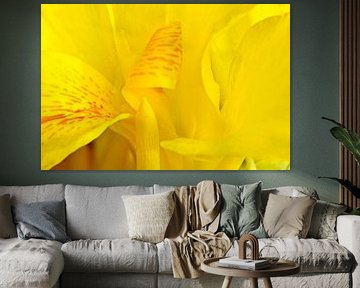 een gele canna-leliebloem in mijn tuin