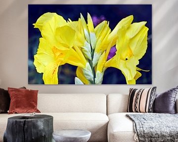 een gele canna-leliebloem in mijn tuin