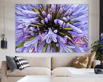 een blauwe sierlelie in mijn tuin