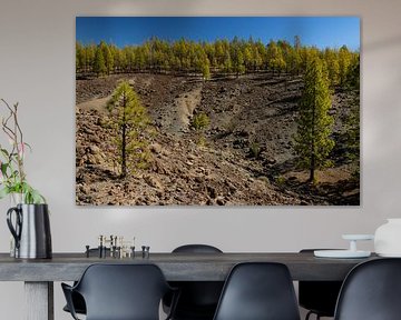 Volcanic landscape with pine forest, Paisaje Lunar, Tenerife