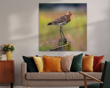 Grutto van Marco Morren