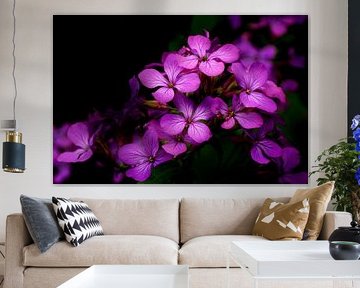 Violette Judaspenning-Blüten