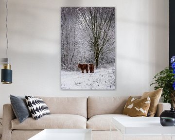 Scottish Highland cattle, small and cute...