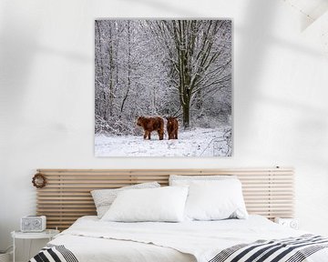 Two calves discover the snow... by Ans Bastiaanssen