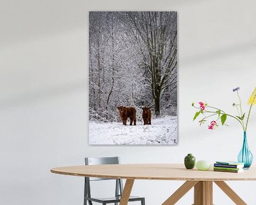 Curious Scottish Highland calves...